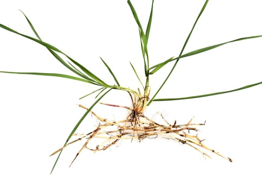 Couch,Agropyron repens,is an important medicinal and medicinal plant. Couch grass is a grass and weed.