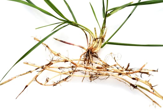 Couch,Agropyron repens,is an important medicinal and medicinal plant. Couch grass is a grass and weed.