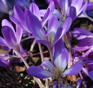 Autumn crocus,Colchicum,autumnale has pink flowers. It is a poisonous plant and an important medicinal plant.