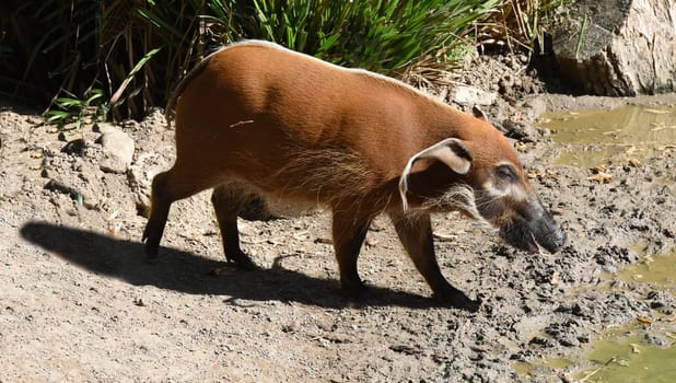 Brush ear pig  Potamochoerus Porcus is a wild pig found in Africa.