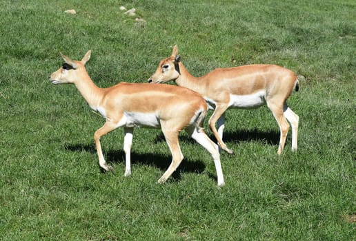 Deer goat antelope,Mammalia ruminantia,is a species of antelope found in Asia.