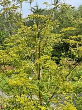 Parsnip,Pastinaca sativa,is an important medicinal,vegetable and medicinal plant.