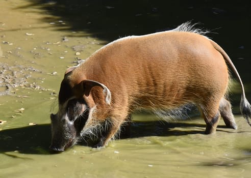 Brush ear pig  Potamochoerus Porcus is a wild pig found in Africa.