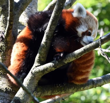 Lesser panda,Ailurus fulgens,is a rare species of panda bear in Asia.