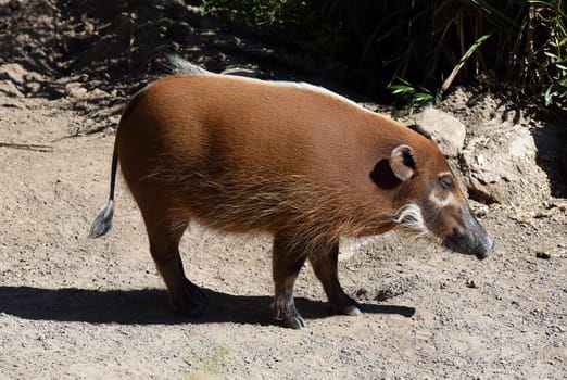 Brush ear pig  Potamochoerus Porcus is a wild pig found in Africa.