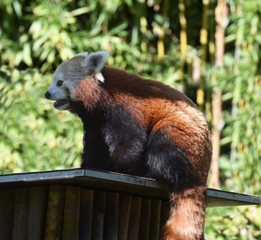 Lesser panda,Ailurus fulgens,is a rare species of panda bear in Asia.