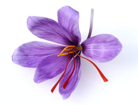 Saffron crocus has three red saffron fawns in the flower which are among the most expensive spices