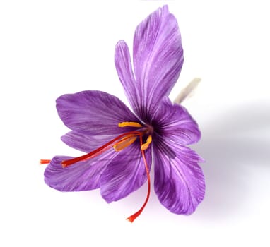 Saffron crocus has three red saffron fawns in the flower which are among the most expensive spices