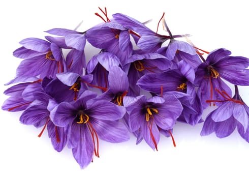Saffron crocus has three red saffron fawns in the flower which are among the most expensive spices