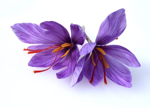Saffron crocus has three red saffron fawns in the flower which are among the most expensive spices