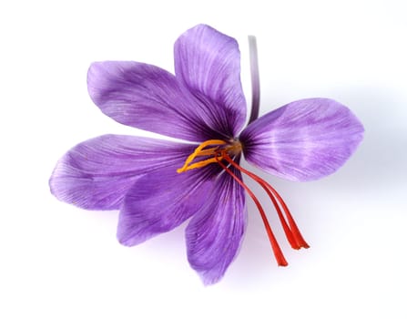 Saffron crocus has three red saffron fawns in the flower which are among the most expensive spices