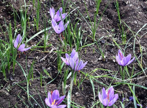 Saffron crocus has three red saffron fawns in the flower which are among the most expensive spices