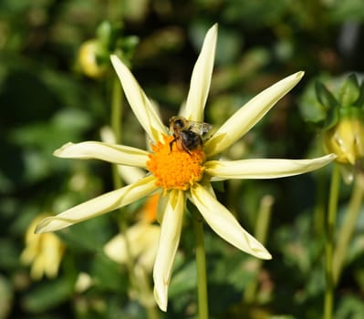 Star dahlia,honka,is a type of dahlia with star-shaped petals.