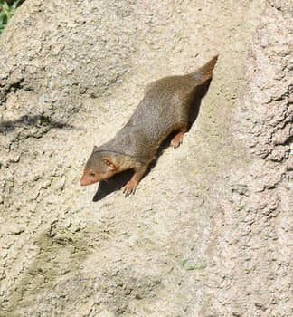 Dwarf mongoose  Helogale parvula belong to the mongooses and live in earthworks in Africa.
