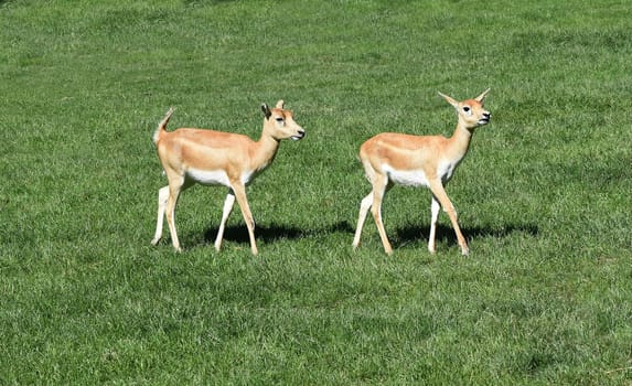 Deer goat antelope,Mammalia ruminantia,is a species of antelope found in Asia.