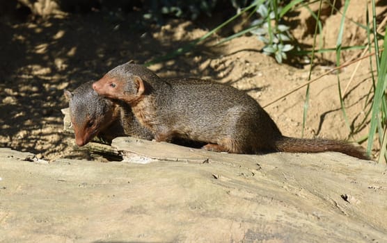 Dwarf mongoose  Helogale parvula belong to the mongooses and live in earthworks in Africa.