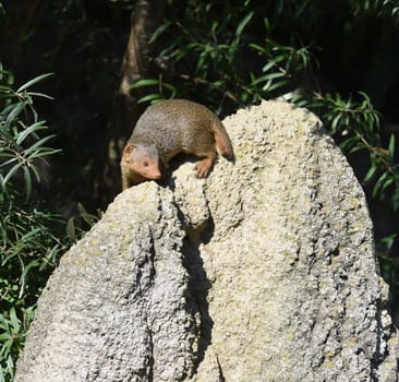 Dwarf mongoose  Helogale parvula belong to the mongooses and live in earthworks in Africa.