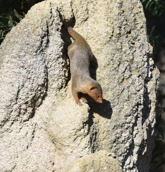 Dwarf mongoose  Helogale parvula belong to the mongooses and live in earthworks in Africa.