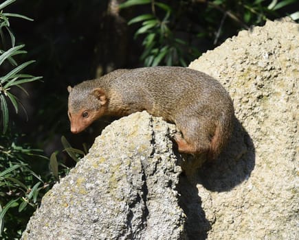 Dwarf mongoose  Helogale parvula belong to the mongooses and live in earthworks in Africa.