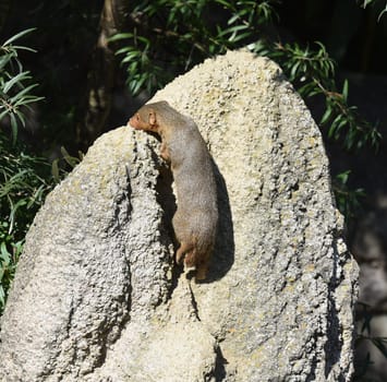 Dwarf mongoose  Helogale parvula belong to the mongooses and live in earthworks in Africa.