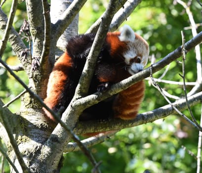 Lesser panda,Ailurus fulgens,is a rare species of panda bear in Asia.