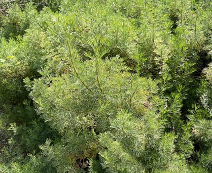 Rowan,Artemisia abrotanum,is an important medicinal plant and is widely used in medicine.