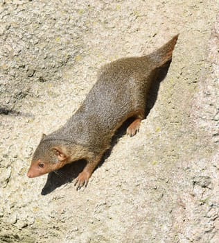 Dwarf mongoose  Helogale parvula belong to the mongooses and live in earthworks in Africa.