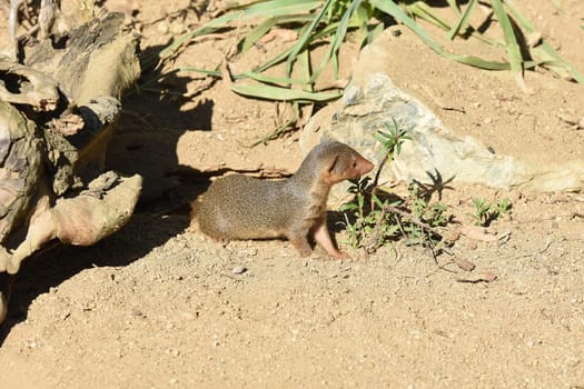 Dwarf mongoose  Helogale parvula belong to the mongooses and live in earthworks in Africa.