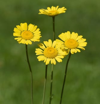 Faerberhound chamomile,Anthemis tinctoria,is an important medicinal plant with yellow flowers and is widely used in medicine. It is a perennial and one of the Faerber plants.