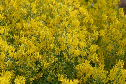 Broom dyer,Genista tinctoria,is an important medicinal plant with yellow flowers and is widely used in medicine. It is a perennial and belongs to the dyer plants.