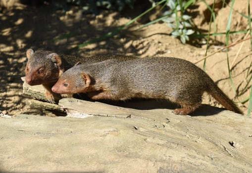 Dwarf mongoose  Helogale parvula belong to the mongooses and live in earthworks in Africa.