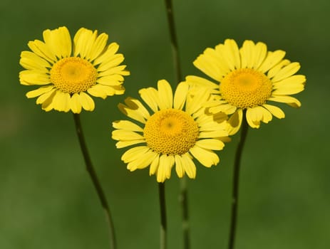 Faerberhound chamomile,Anthemis tinctoria,is an important medicinal plant with yellow flowers and is widely used in medicine. It is a perennial and one of the Faerber plants.