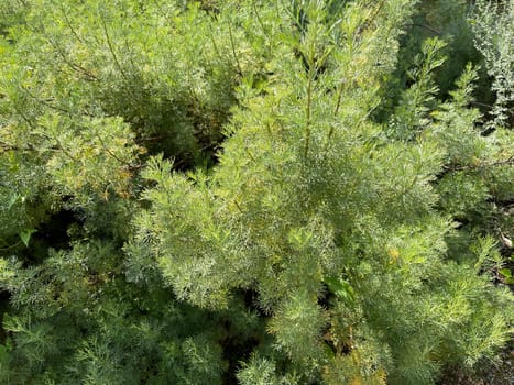 Rowan,Artemisia abrotanum,is an important medicinal plant and is widely used in medicine.