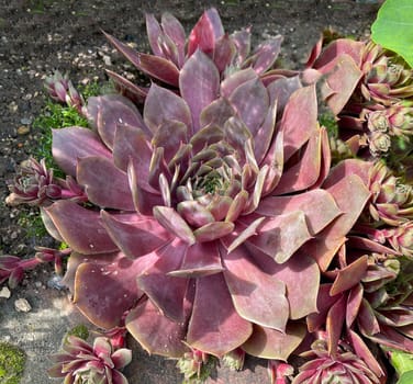 Houseleek,Sempervivum,tectorum,is a medicinal plant and an alpine flower with red flowers.