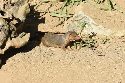 Dwarf mongoose  Helogale parvula belong to the mongooses and live in earthworks in Africa.