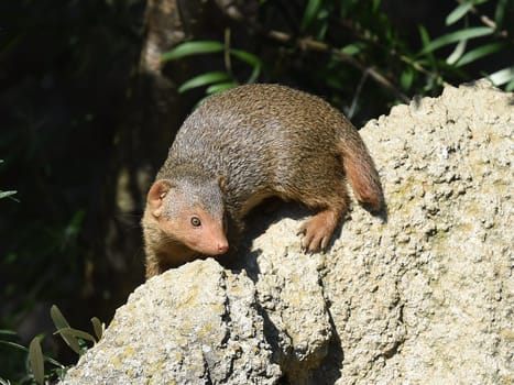 Dwarf mongoose  Helogale parvula belong to the mongooses and live in earthworks in Africa.