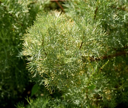 Rowan,Artemisia abrotanum,is an important medicinal plant and is widely used in medicine.