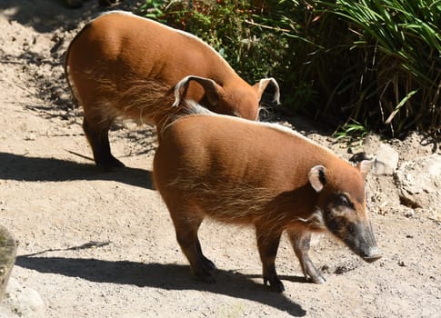 Brush ear pig  Potamochoerus Porcus is a wild pig found in Africa.