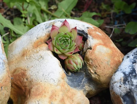 Houseleek,Sempervivum,tectorum,is a medicinal plant and an alpine flower with red flowers.