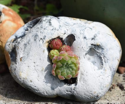 Houseleek,Sempervivum,tectorum,is a medicinal plant and an alpine flower with red flowers.
