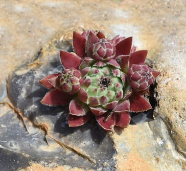 Houseleek,Sempervivum,tectorum,is a medicinal plant and an alpine flower with red flowers.