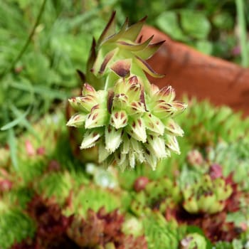 Hauswurz,Sempervivum,tectorum,is a medicinal plant and an alpine flower with red flowers. Houseleek,Sempervivum,tectorum,is a medicinal plant and an alpine flower with red flowers.