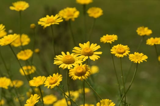 Faerberhound chamomile,Anthemis tinctoria,is an important medicinal plant with yellow flowers and is widely used in medicine. It is a perennial and one of the Faerber plants.