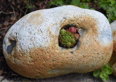 Houseleek,Sempervivum,tectorum,is a medicinal plant and an alpine flower with red flowers.
