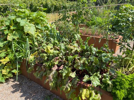 Raised bed is a vegetable or herb bed made of z. B. Wood which is easily accessible and can be ordered by people without having to bend down.