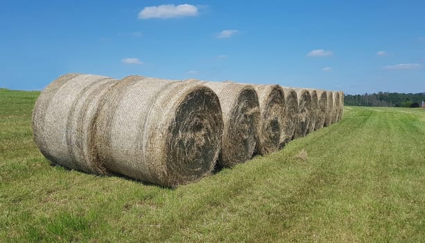 Hay bales or grass bales are bales of dried grass.