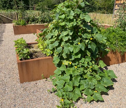 Raised bed is a vegetable or herb bed made of z. B. Wood which is easily accessible and can be ordered by people without having to bend down.