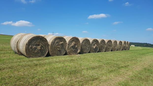 Hay bales or grass bales are bales of dried grass.