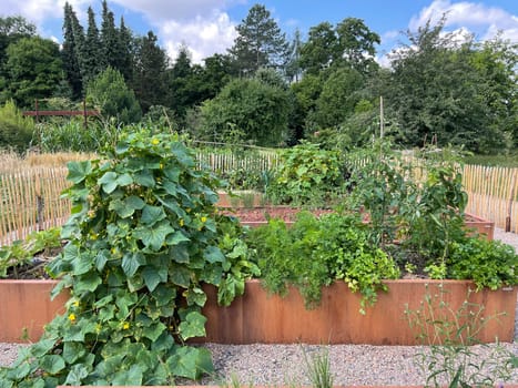 Raised bed is a vegetable or herb bed made of z. B. Wood which is easily accessible and can be ordered by people without having to bend down.
