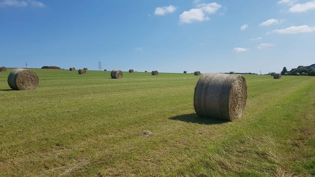 Hay bales or grass bales are bales of dried grass.